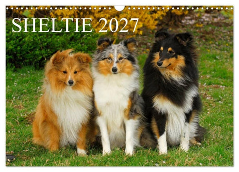 Sheltie 2027 (Wandkalender 2027 DIN A3 quer), CALVENDO Monatskalender