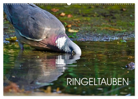 Ringeltauben (Wandkalender 2026 DIN A2 quer), CALVENDO Monatskalender