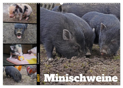 Faszination Minischweine (Wandkalender 2027 DIN A2 quer), CALVENDO Monatskalender