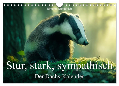 Stur, stark, sympathisch - Der Dachs - Kalender (Wandkalender 2027 DIN A4 quer), CALVENDO Monatskalender