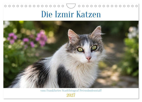 Die Izmir Katzen (Wandkalender 2027 DIN A4 quer), CALVENDO Monatskalender
