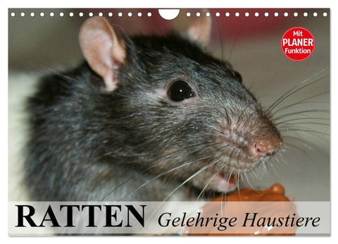 Ratten. Gelehrige Haustiere (Wandkalender 2027 DIN A4 quer), CALVENDO Monatskalender
