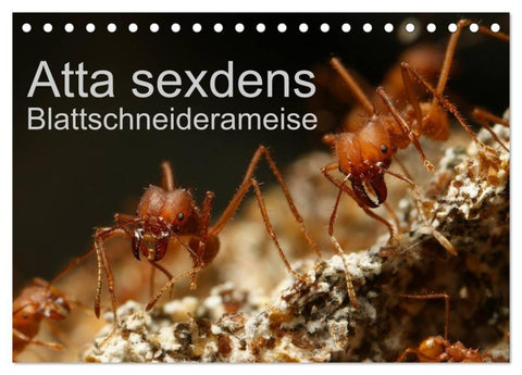 Atta sexdens - Blattschneiderameise (Tischkalender 2027 DIN A5 quer), CALVENDO Monatskalender