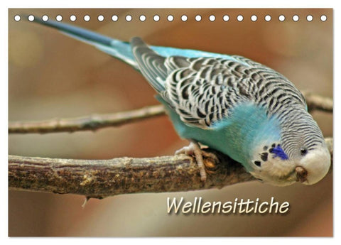 Wellensittiche (Tischkalender 2026 DIN A5 quer), CALVENDO Monatskalender