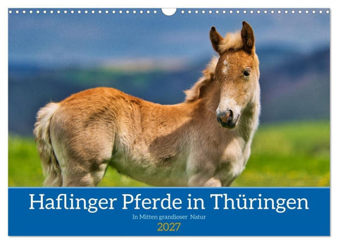 Haflinger Pferde in Thüringen (Wandkalender 2027 DIN A3 quer), CALVENDO Monatskalender