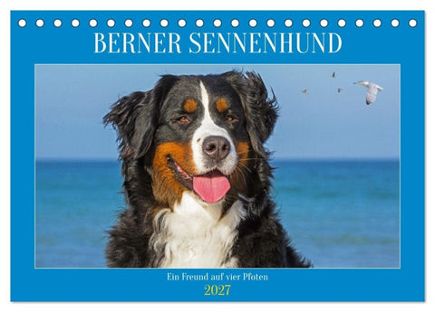 Berner Sennenhund - Ein Freund auf vier Pfoten (Tischkalender 2027 DIN A5 quer), CALVENDO Monatskalender