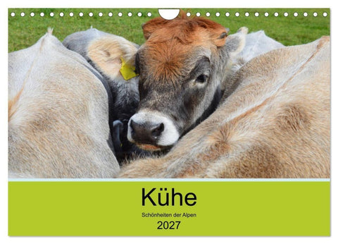 Kühe - Schönheiten der Alpen (Wandkalender 2027 DIN A4 quer), CALVENDO Monatskalender