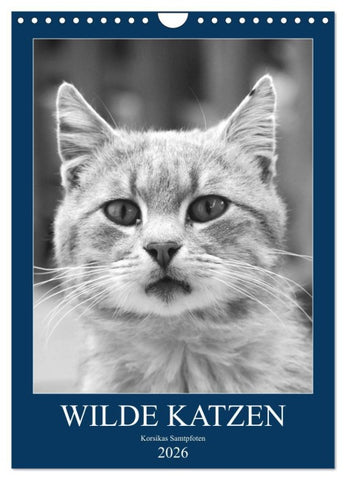 Wilde Katzen - Korsikas Samtpfoten (Wandkalender 2026 DIN A4 hoch), CALVENDO Monatskalender