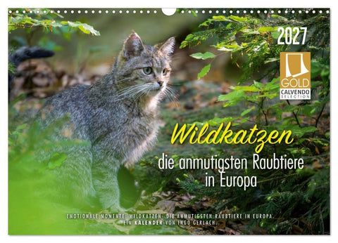 Wildkatzen - die anmutigsten Raubiere in Europa. (Wandkalender 2027 DIN A3 quer), CALVENDO Monatskalender