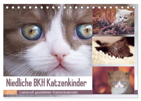Niedliche BKH Katzenkinder (Tischkalender 2027 DIN A5 quer), CALVENDO Monatskalender