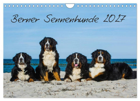 Berner Sennenhund 2027 (Wandkalender 2027 DIN A4 quer), CALVENDO Monatskalender