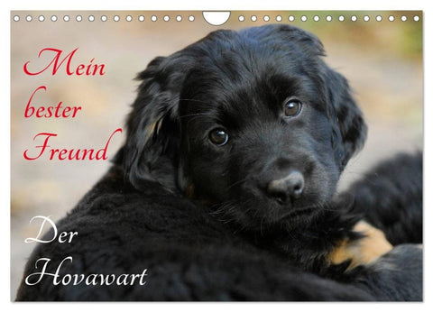 Mein bester Freund - Der Hovawart (Wandkalender 2026 DIN A4 quer), CALVENDO Monatskalender