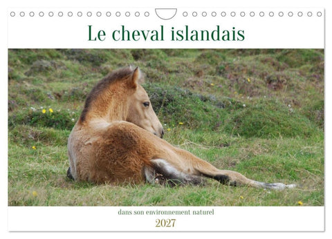 Le cheval islandais dans son environnement naturel (Calendrier mural 2027 DIN A4 vertical), CALVENDO calendrier mensuel