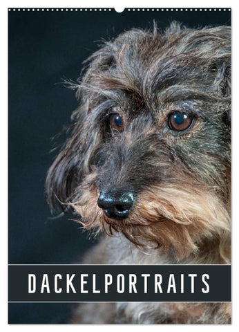 Dackelportraits (Wandkalender 2027 DIN A2 hoch), CALVENDO Monatskalender