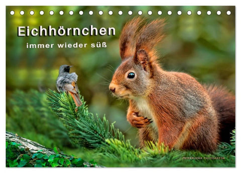 Eichhörnchen - immer wieder süß (Tischkalender 2027 DIN A5 quer), CALVENDO Monatskalender
