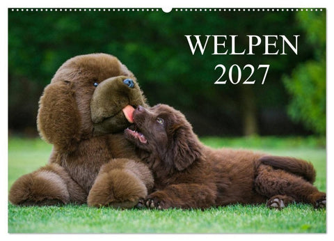 Welpen 2027 (Wandkalender 2027 DIN A2 quer), CALVENDO Monatskalender