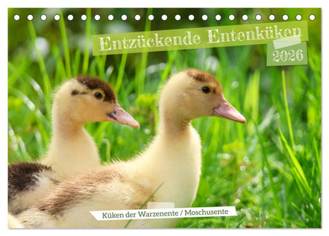 Entzückende Entenküken (Tischkalender 2026 DIN A5 quer), CALVENDO Monatskalender