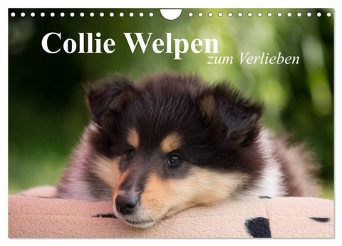 Collie Welpen zum Verlieben (Wandkalender 2026 DIN A4 quer), CALVENDO Monatskalender