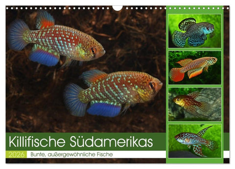 Killifische Südamerikas (Wandkalender 2026 DIN A3 quer), CALVENDO Monatskalender