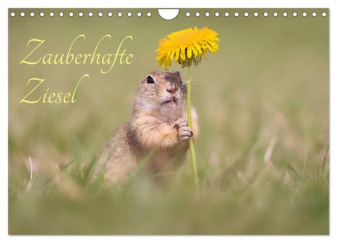 Zauberhafte Ziesel (Wandkalender 2027 DIN A4 quer), CALVENDO Monatskalender
