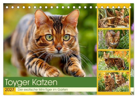 Toyger Katzen. Der exotische Mini-Tiger im Garten (Tischkalender 2027 DIN A5 quer), CALVENDO Monatskalender