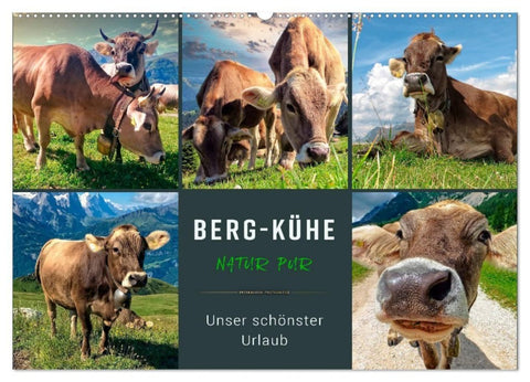 Berg-Kühe, Natur pur - unser schönster Urlaub (Wandkalender 2027 DIN A2 quer), CALVENDO Monatskalender