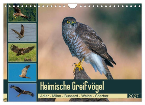 Heimische GREIFVÖGEL Adler Milan Bussard Weihe Sperber (Wandkalender 2027 DIN A4 quer), CALVENDO Monatskalender