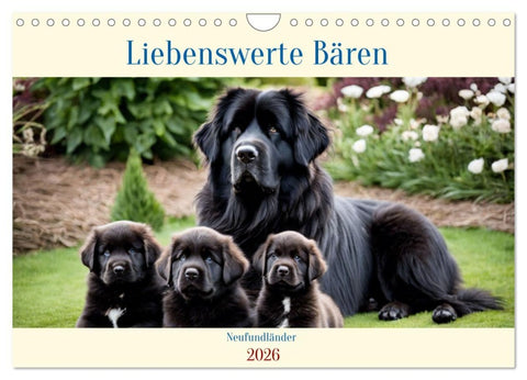 Neufundländer - Liebenswerte Bären (Wandkalender 2026 DIN A4 quer), CALVENDO Monatskalender