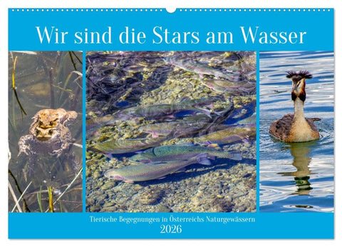 Wir sind die Stars am Wasser (Wandkalender 2026 DIN A2 quer), CALVENDO Monatskalender