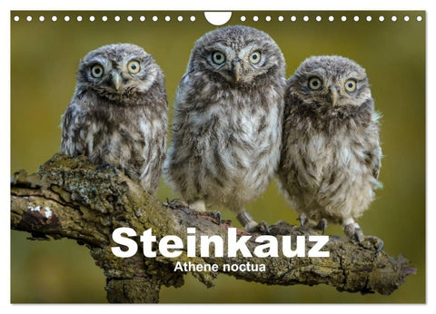 Steinkäuze (Athene noctua) (Wandkalender 2027 DIN A4 quer), CALVENDO Monatskalender