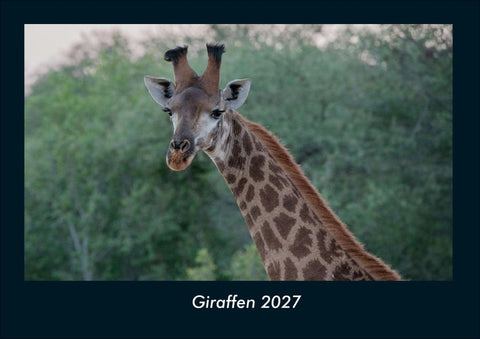 Giraffen 2027 Fotokalender DIN A4