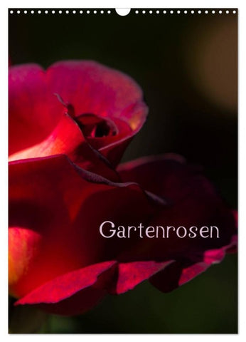 Gartenrosen (Wandkalender 2027 DIN A3 hoch), CALVENDO Monatskalender