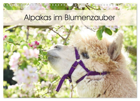 Alpakas im Blumenzauber (Wandkalender 2027 DIN A3 quer), CALVENDO Monatskalender