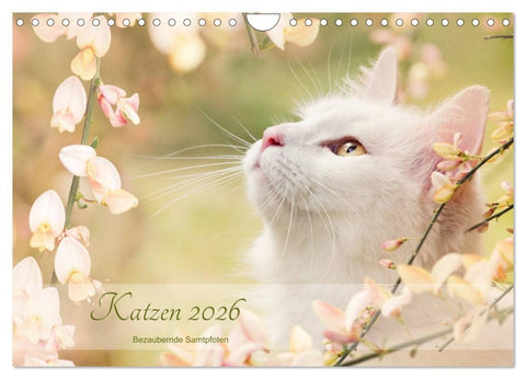 Katzen 2026 Bezaubernde Samtpfoten (Wandkalender 2026 DIN A4 quer), CALVENDO Monatskalender