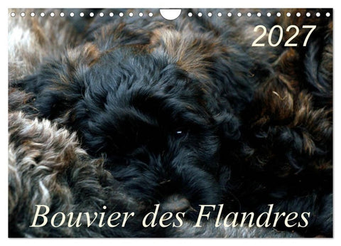 Bouvier des Flandres (Wandkalender 2027 DIN A4 quer), CALVENDO Monatskalender
