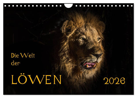 Die Welt der Löwen (Wandkalender 2026 DIN A4 quer), CALVENDO Monatskalender