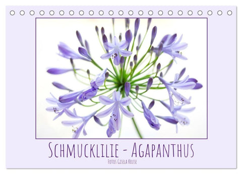 Schmucklilie - Agapanthus (Tischkalender 2027 DIN A5 quer), CALVENDO Monatskalender