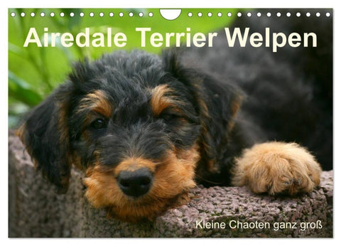 Airedale Terrier Welpen (Wandkalender 2027 DIN A4 quer), CALVENDO Monatskalender