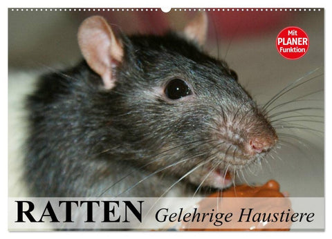 Ratten. Gelehrige Haustiere (Wandkalender 2026 DIN A2 quer), CALVENDO Monatskalender