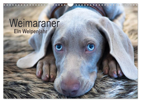 Weimaraner - Ein Welpenjahr (Wandkalender 2026 DIN A3 quer), CALVENDO Monatskalender