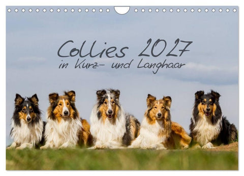 Collies 2027 in Kurz- und Langhaar (Wandkalender 2027 DIN A4 quer), CALVENDO Monatskalender