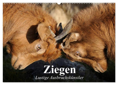 Ziegen. Lustige Ausbruchskünstler (Wandkalender 2026 DIN A2 quer), CALVENDO Monatskalender