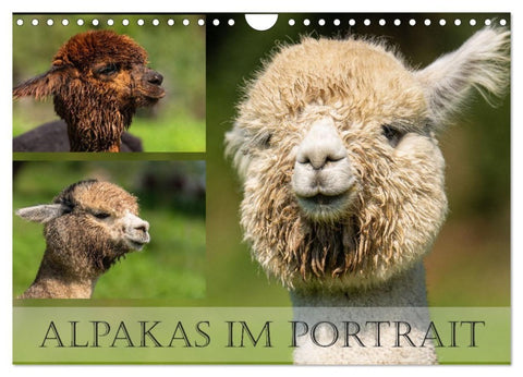 Alpakas im Portrait (Wandkalender 2027 DIN A4 quer), CALVENDO Monatskalender