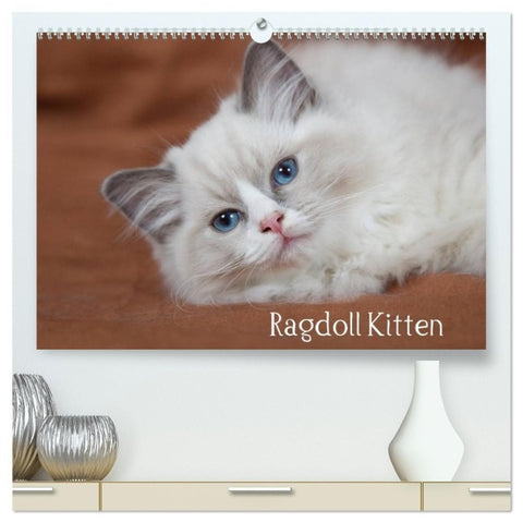 Ragdoll Kitten (hochwertiger Premium Wandkalender 2027 DIN A2 quer), Kunstdruck in Hochglanz