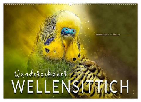 Wunderschöner Wellensittich (Wandkalender 2027 DIN A2 quer), CALVENDO Monatskalender