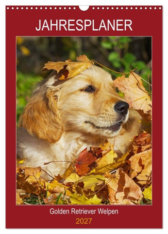 Jahresplaner Golden Retriever Welpen (Wandkalender 2027 DIN A3 hoch), CALVENDO Monatskalender