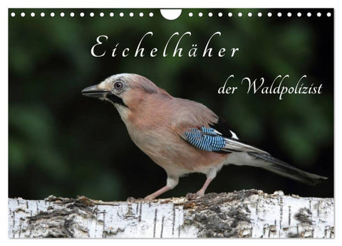 Eichelhäher der Waldpolizist (Wandkalender 2027 DIN A4 quer), CALVENDO Monatskalender