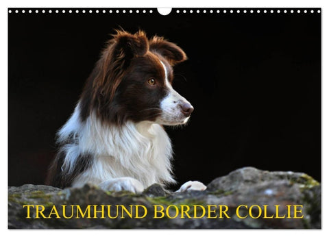 Traumhund Border Collie (Wandkalender 2027 DIN A3 quer), CALVENDO Monatskalender