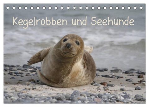 Kegelrobben und Seehunde (Tischkalender 2027 DIN A5 quer), CALVENDO Monatskalender