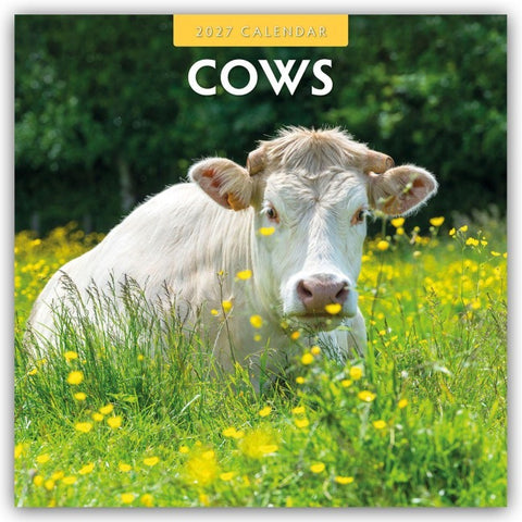 Cows – Kühe 2027 – 16-Monatskalender